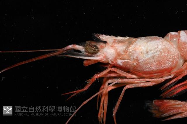 大管鞭蝦(憂鬱管鞭蝦)藏品圖，第2張