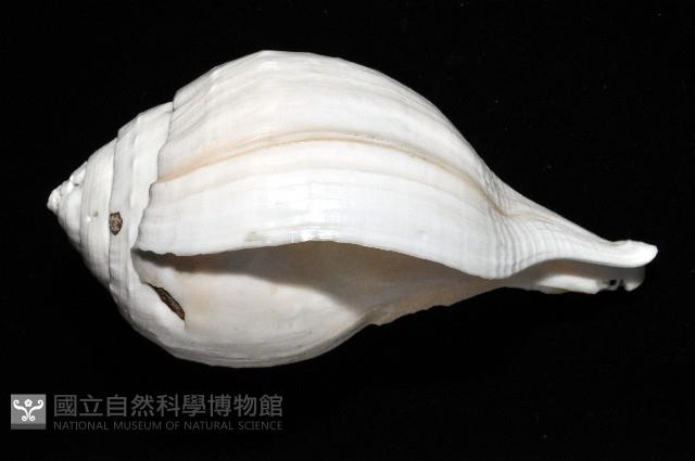 印度聖螺藏品圖，第2張