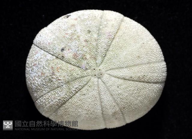卵圓斜海膽藏品圖，第2張