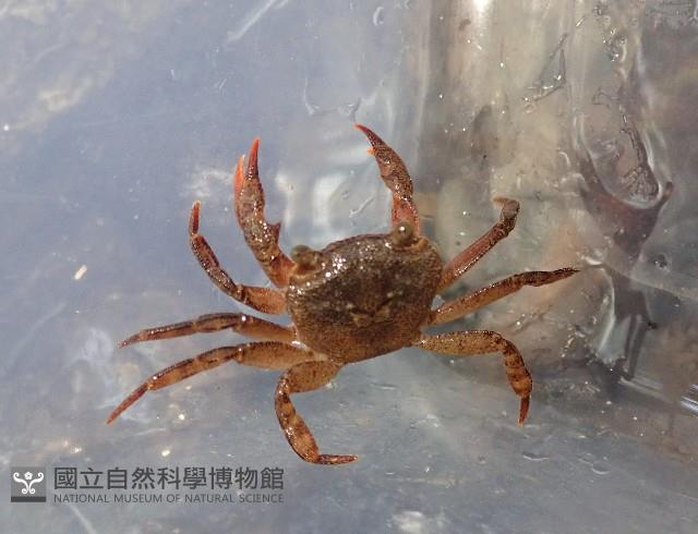 拉氏明溪蟹藏品圖，第2張
