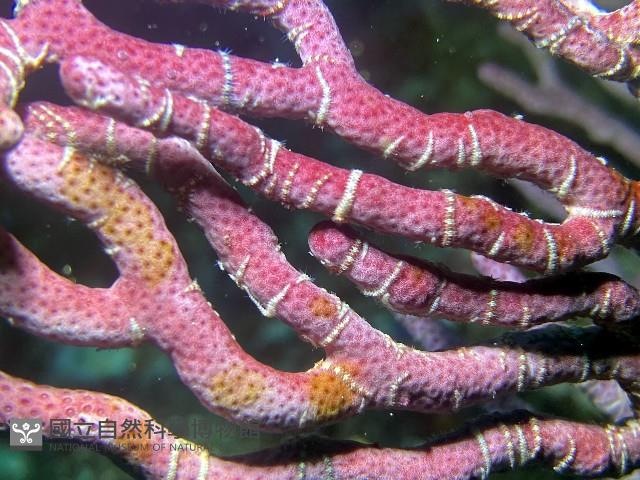 未知種真網柳珊瑚藏品圖，第2張