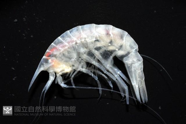 未知種曲蝦藏品圖，第2張