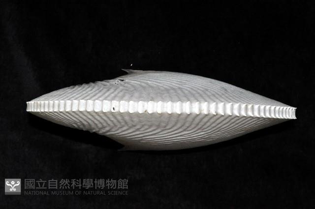 扁船蛸藏品圖，第2張