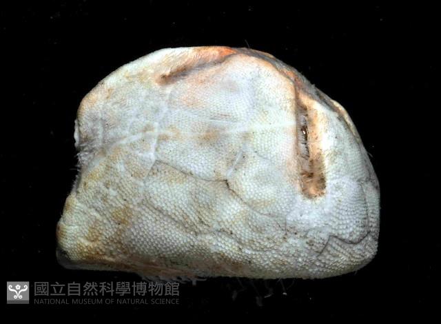 命運神海膽藏品圖，第2張