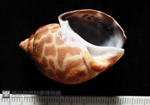 深溝鳳螺藏品圖，第2張