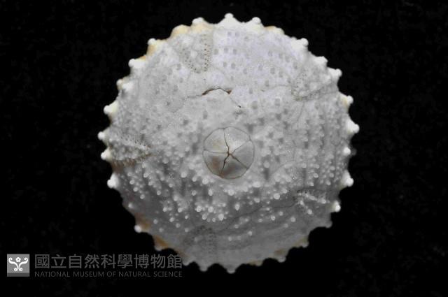 未知種侏儒頭帕(暫譯)藏品圖，第2張