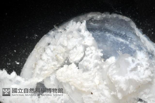 倒立水母(仙后水母)藏品圖，第2張