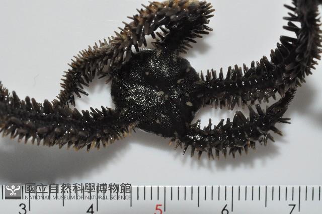蜈蚣櫛蛇尾藏品圖，第2張