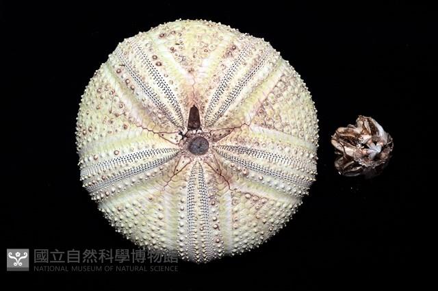 輻星肛海膽藏品圖，第2張