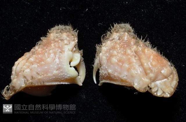 肝葉饅頭蟹藏品圖，第2張
