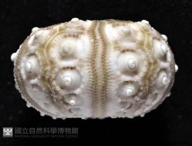 雙列角頭帕藏品圖，第2張