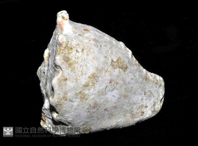 唐冠螺藏品圖，第2張