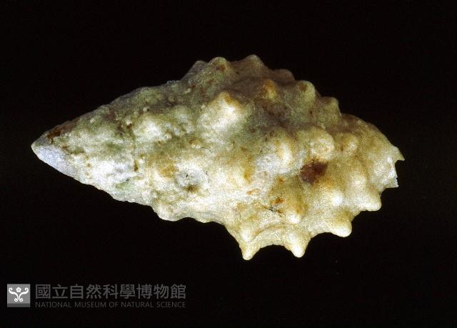 白結螺藏品圖，第2張
