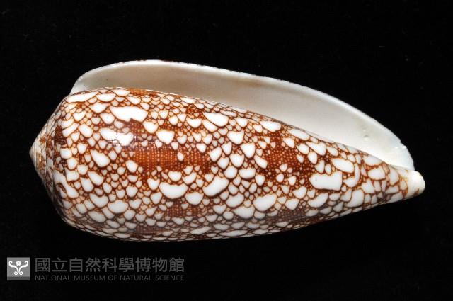 登錄號:007819-00062藏品圖，第2張