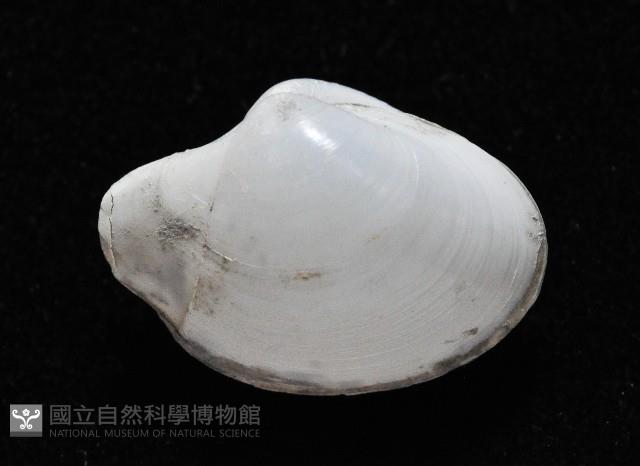白玉杓蛤藏品圖，第2張