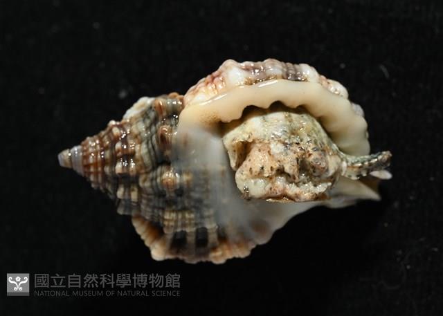 紅口法螺藏品圖，第2張