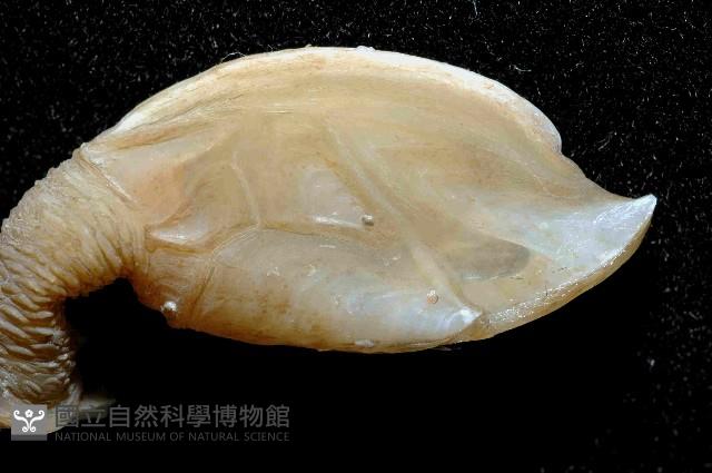 日本阿南鎧茗荷藏品圖，第2張