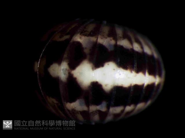 未知種林球馬陸藏品圖，第2張