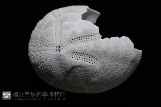 脊背壺海膽藏品圖，第2張