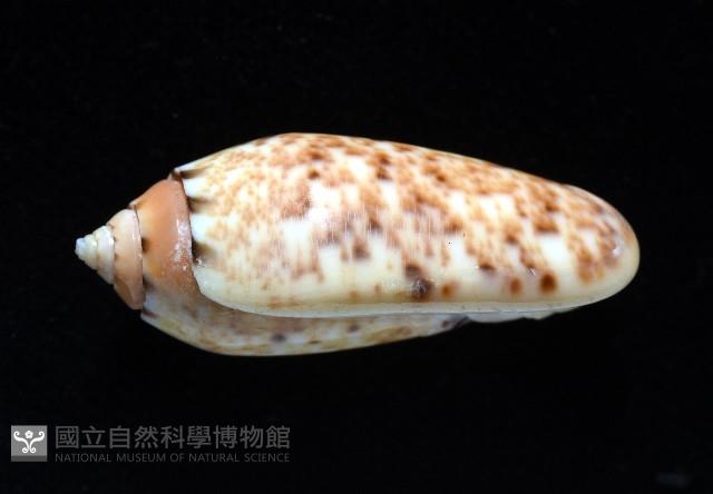 登錄號:007819-00132藏品圖，第2張