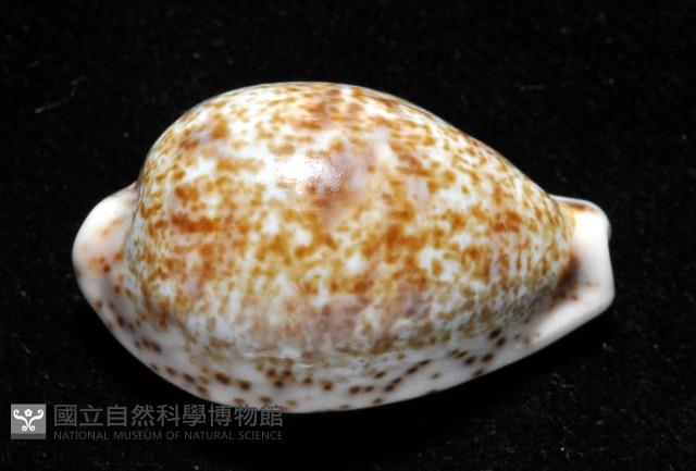 銹斑寶螺藏品圖，第2張