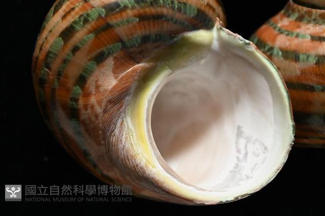 貓眼蠑螺藏品圖，第2張