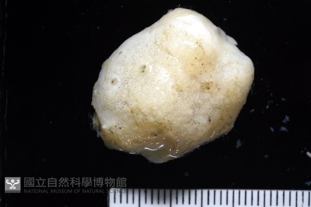 未知種海綿藏品圖，第2張