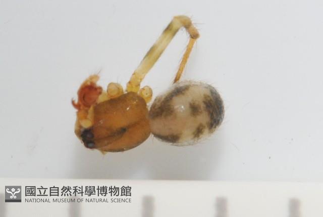 臺灣奈斯蛛藏品圖，第2張