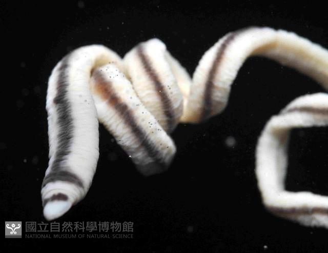 曙光無溝紐蟲藏品圖，第2張