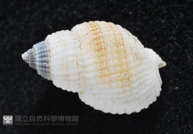 黑頂織紋螺藏品圖，第2張