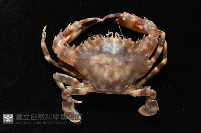環紋蟳藏品圖，第2張