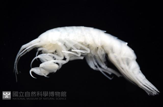 未知種深海鉤蝦藏品圖，第2張