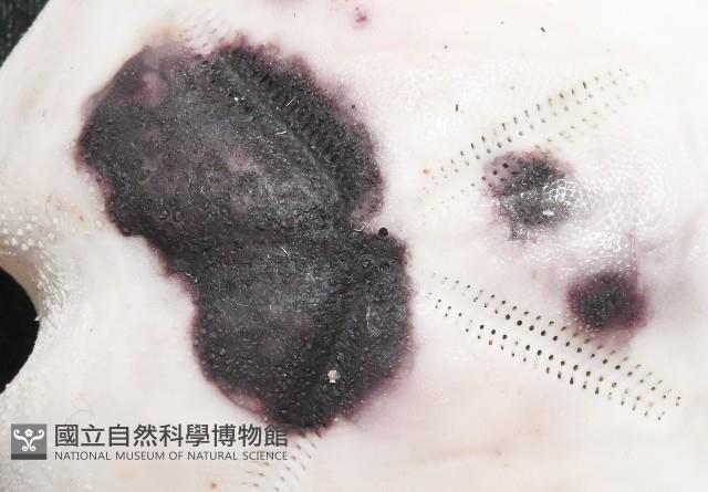 心形緣帶海膽藏品圖，第2張