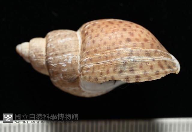 南非鳳螺藏品圖，第2張