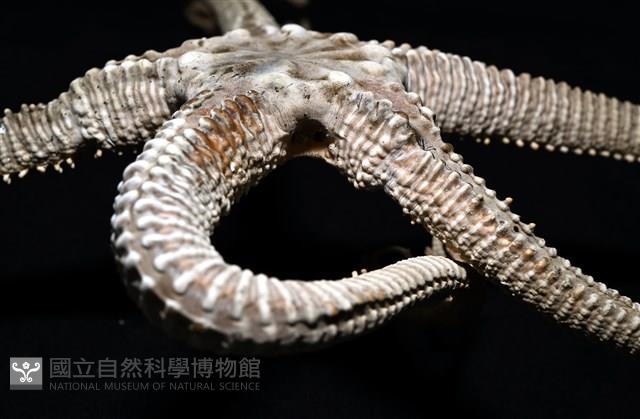 鞭枝蛇尾藏品圖，第22張
