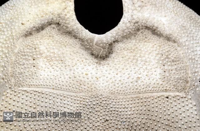 脊背壺海膽藏品圖，第22張