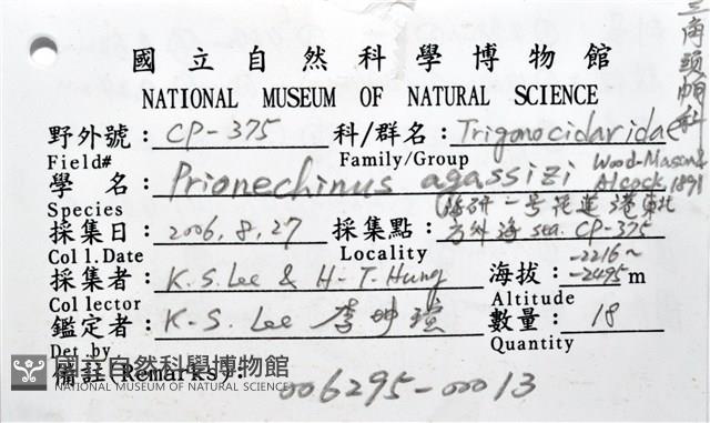 艾氏鋸海膽藏品圖，第22張