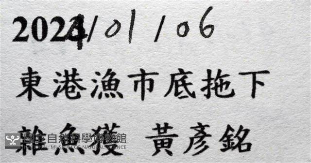 未知種擬對蝦蝦虱藏品圖，第22張