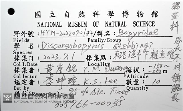 思氏不對稱鰓虱藏品圖，第22張