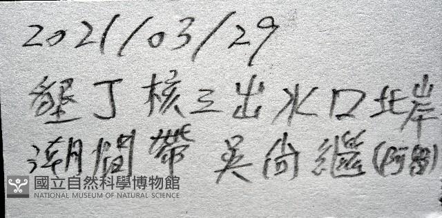 疣裸海膽藏品圖，第22張