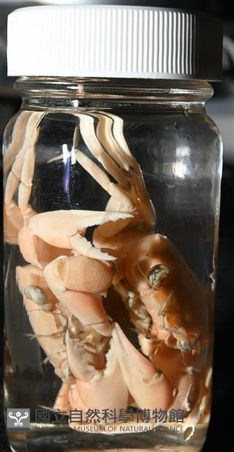 音樂聲蟹藏品圖，第22張