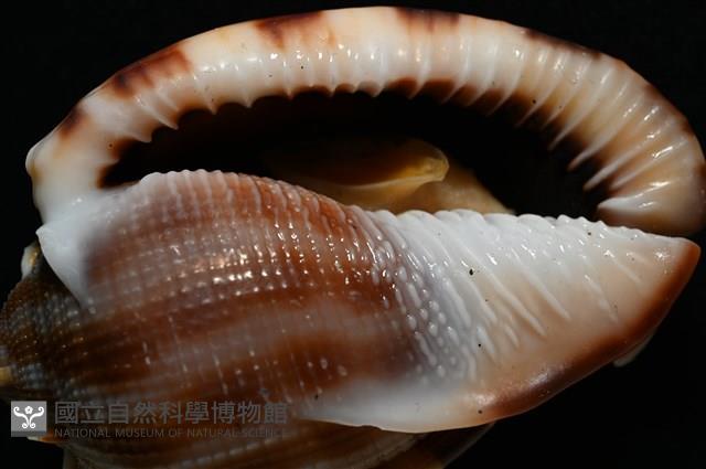 布紋鬘螺藏品圖，第22張