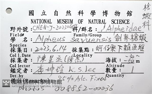 劍脊槍蝦藏品圖，第22張