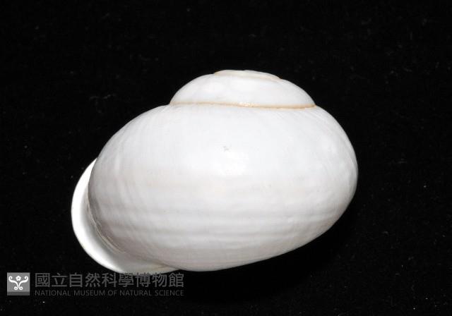 未知種光澤蝸牛藏品圖，第22張