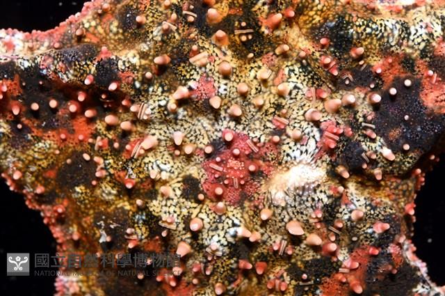 未知種瘤海星藏品圖，第22張
