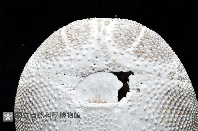 心形海壺藏品圖，第22張