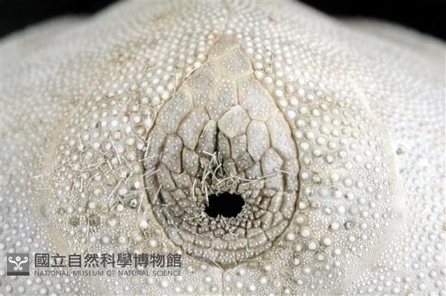 心形海壺藏品圖，第22張