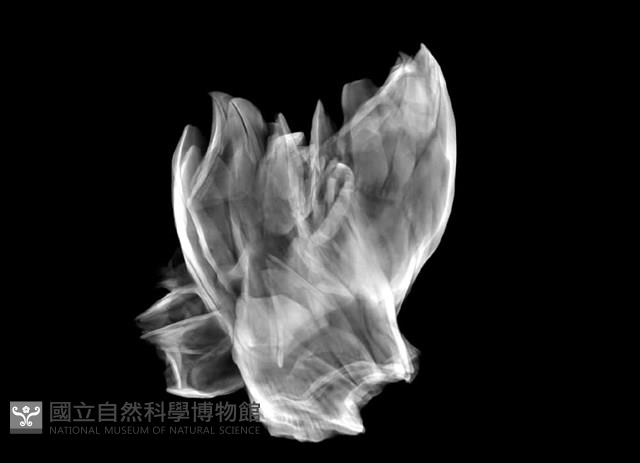 薄殼藤壺藏品圖，第22張