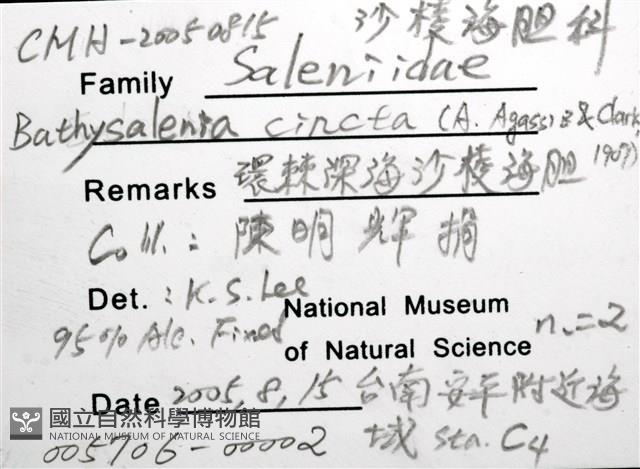 環棘深淵沙棱海膽藏品圖，第22張