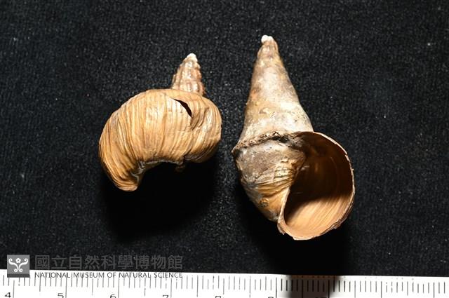造殼海葵之一種藏品圖，第22張